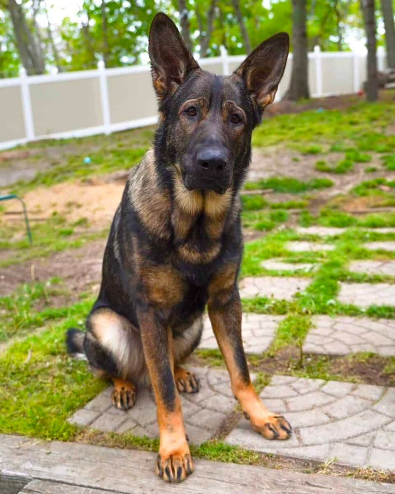 DDR German Shepherd Temperament