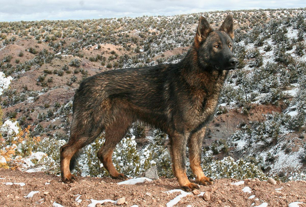 DDR German Shepherd