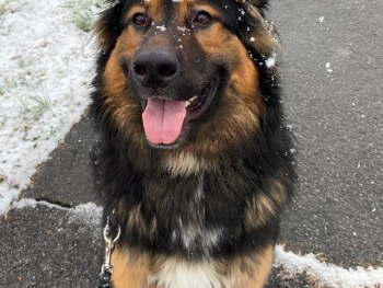 German Shepherd Bernese Mountain Dog Mix