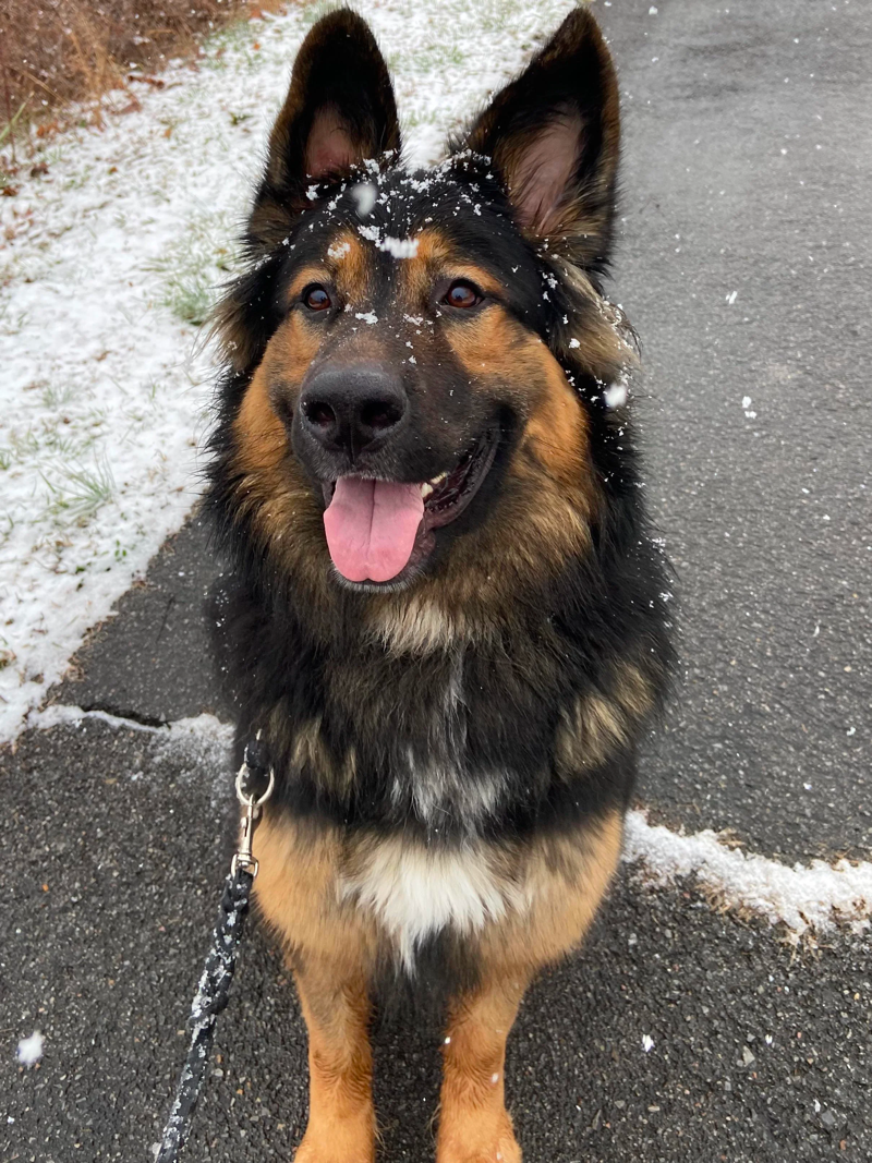 German Shepherd Bernese Mountain Dog Mix