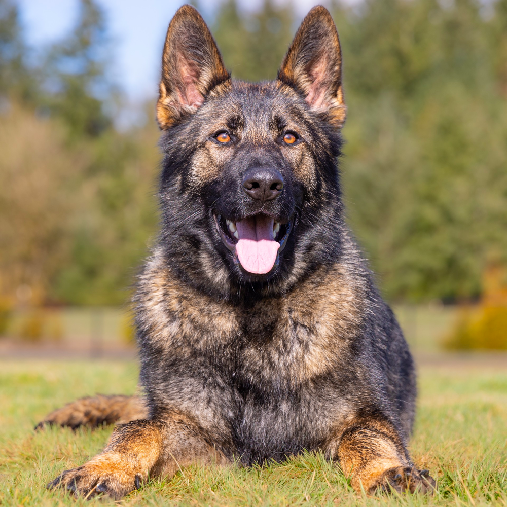 German Shepherd Lifespan
