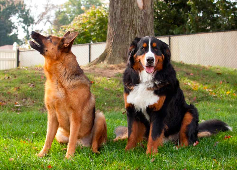 German Shepherd and Bernese Mountain dog