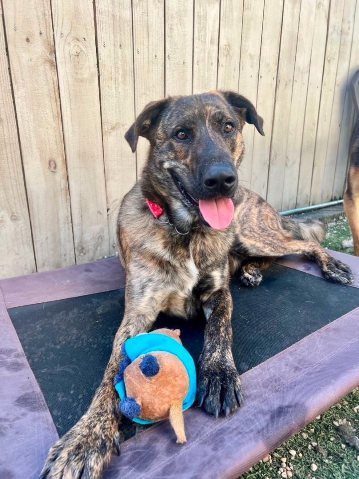 Great Dane German Shepherd mix