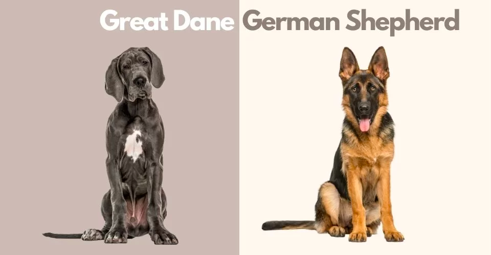 Great Dane and German Shepherd
