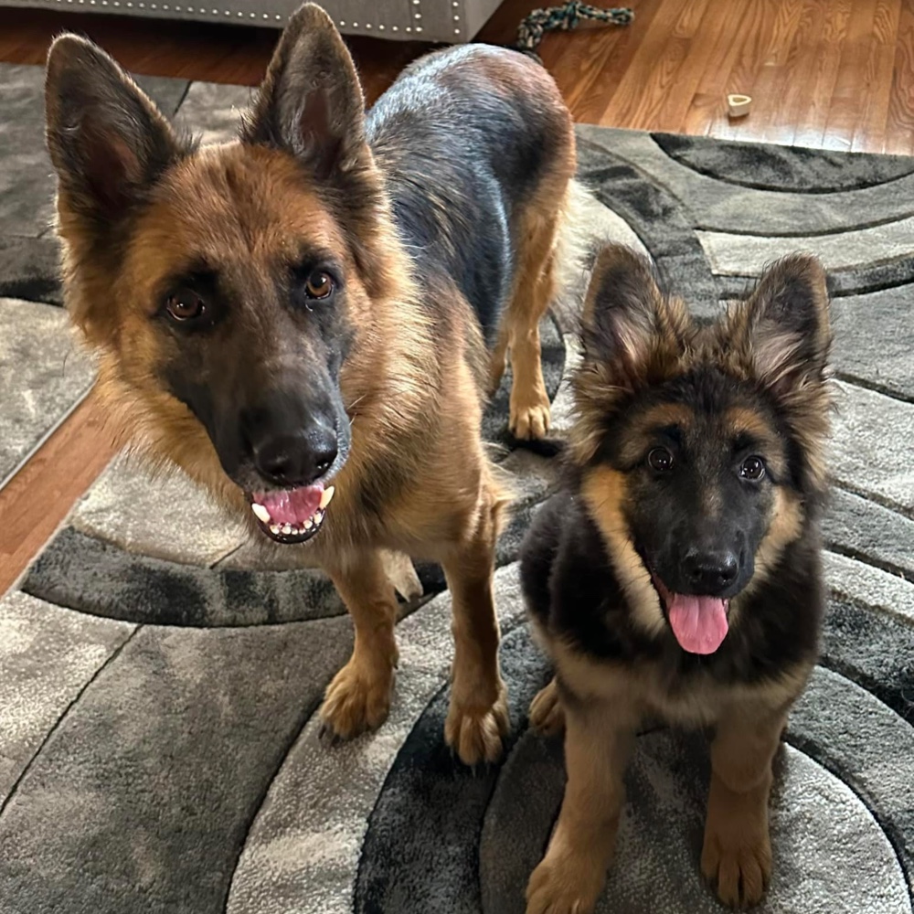 Long Haired German Shepherd Puppies For Sale in The United States