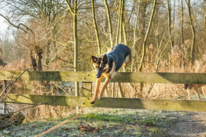 How High Can a German Shepherd Jump