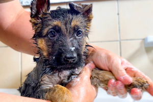 How Often to Bathe German Shepherd Puppy