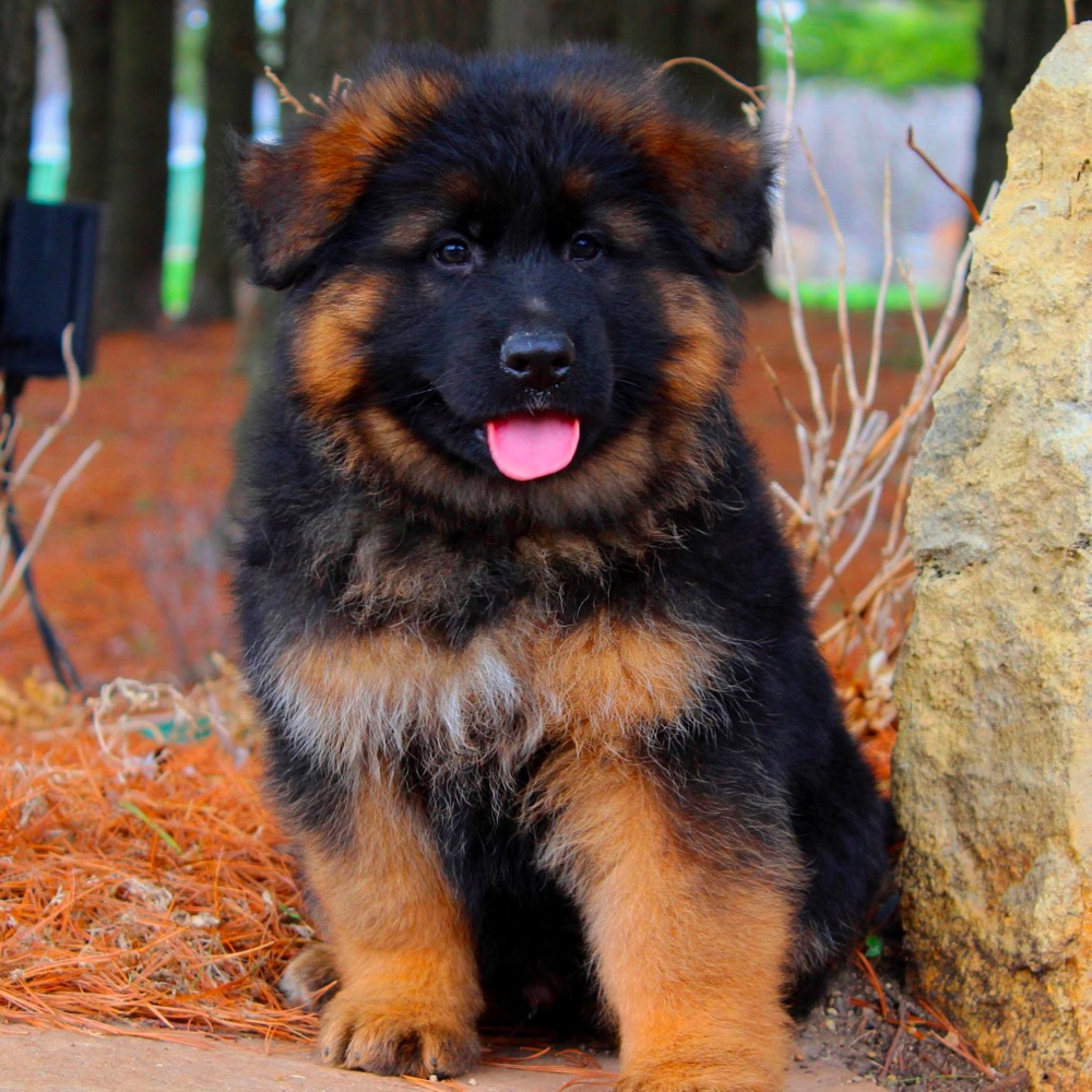 Long Haired German Shepherd Puppies For Sale