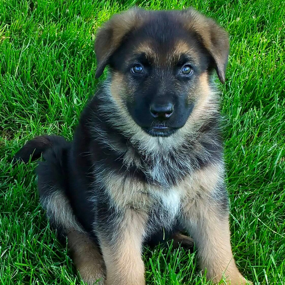 Long Haired German Shepherd Puppies