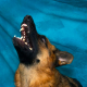 Why Do German Shepherds Whine