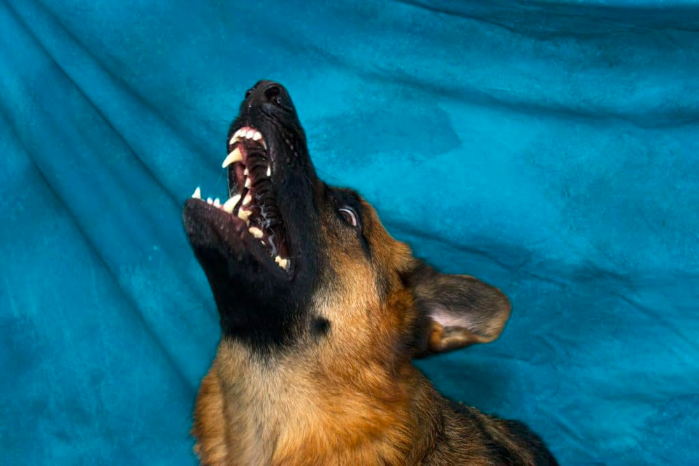 Why Do German Shepherds Whine