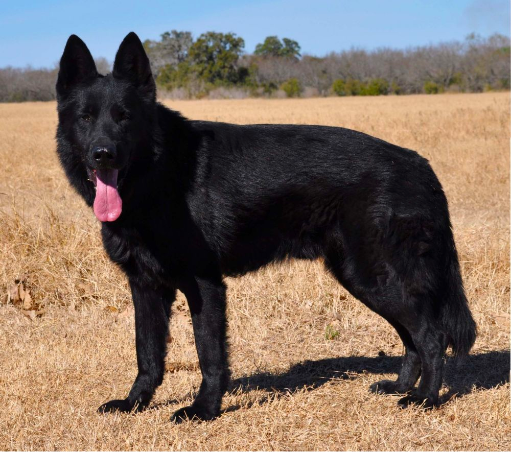 are black german shepherds rare