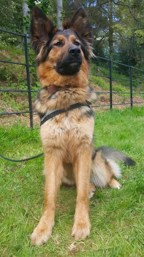 bernese mountain dog and german shepherd mix