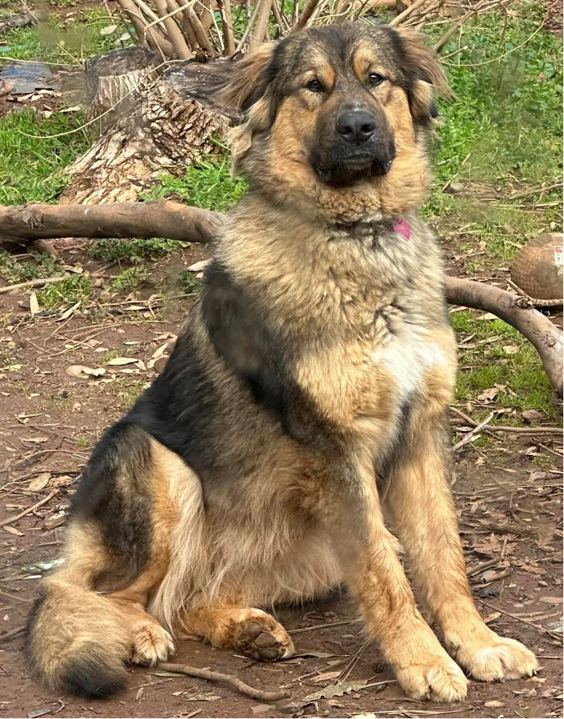 bernese mountain dog german shepherd mix