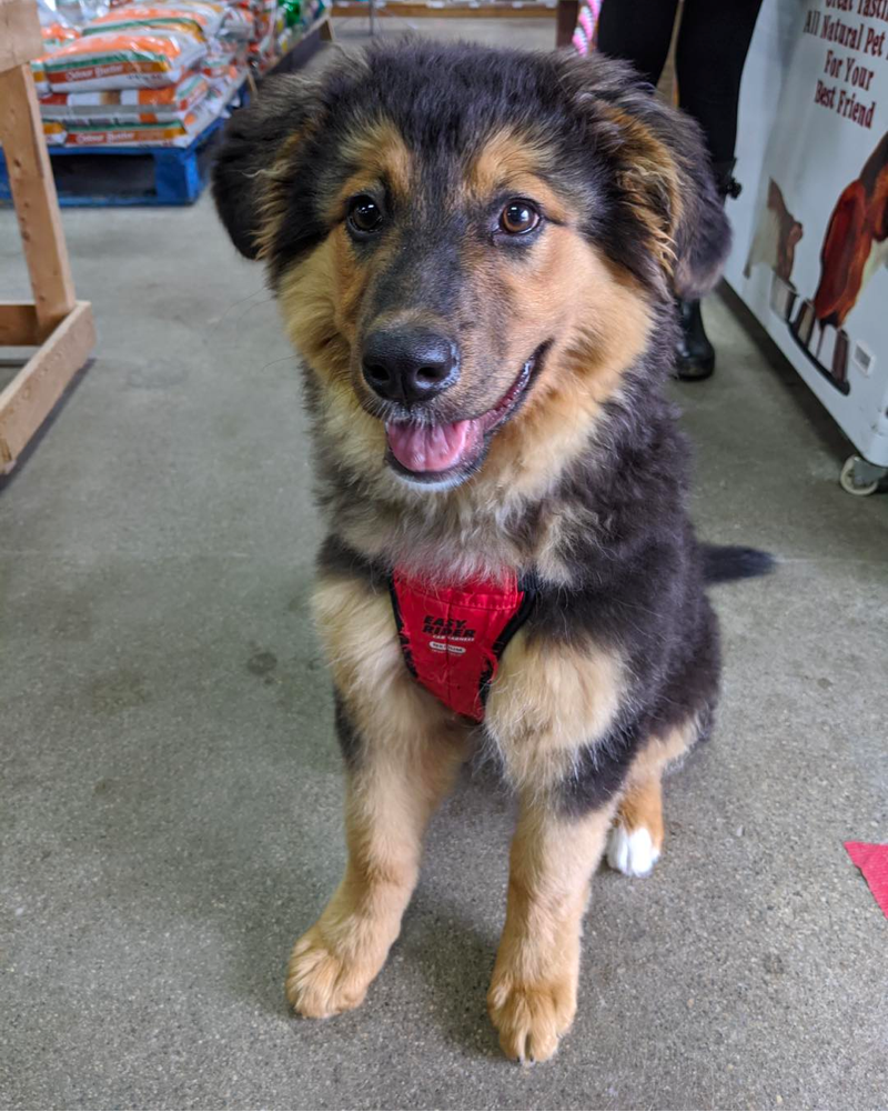 bernese mountain dog mixed with german shepherd