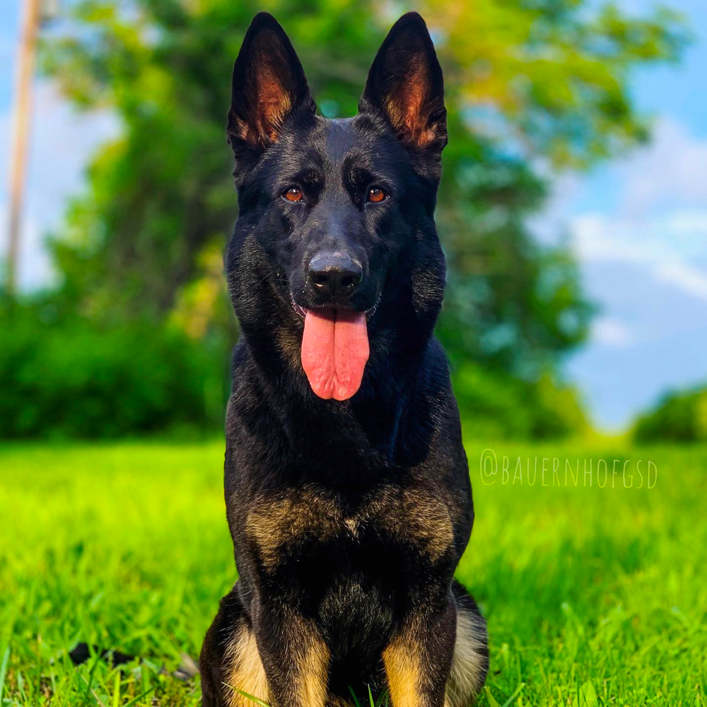 bi color german shepherd intelligence