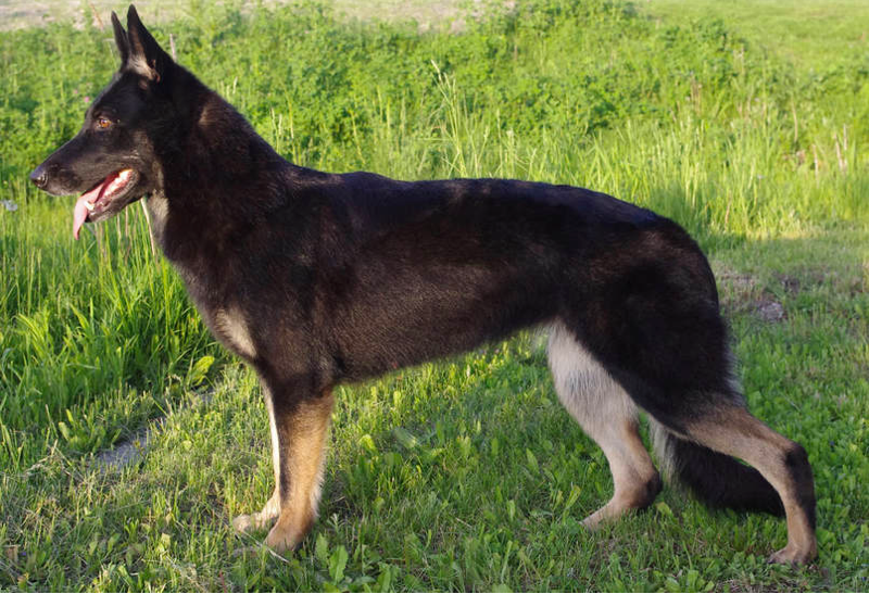 black bi color german shepherd