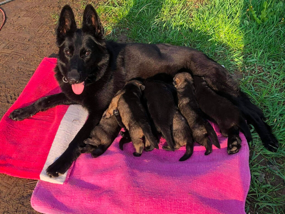 black german shepherd puppies