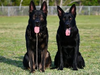 black german shepherds