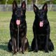 black german shepherds