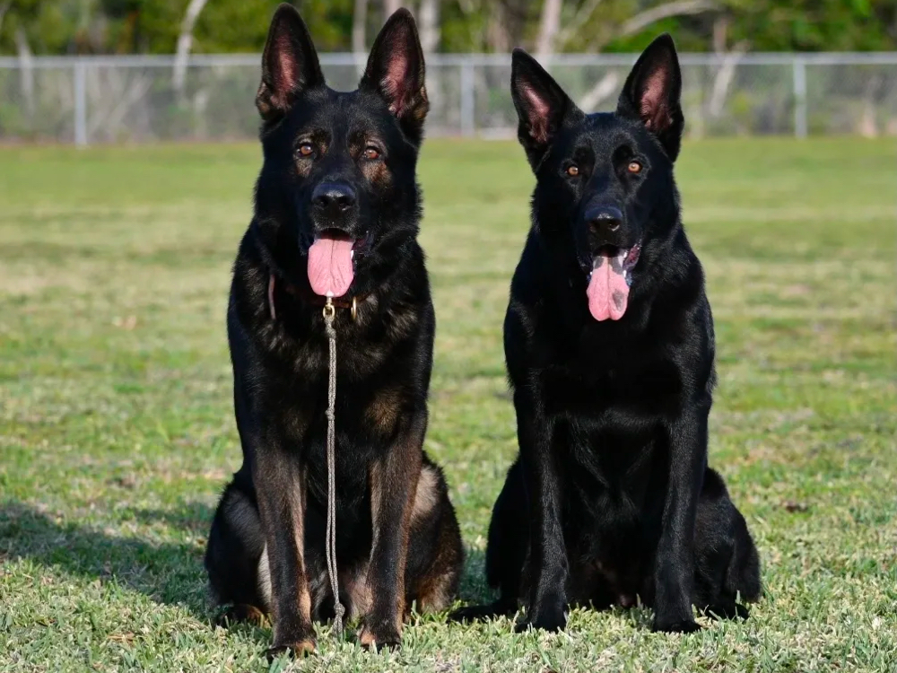 black german shepherds