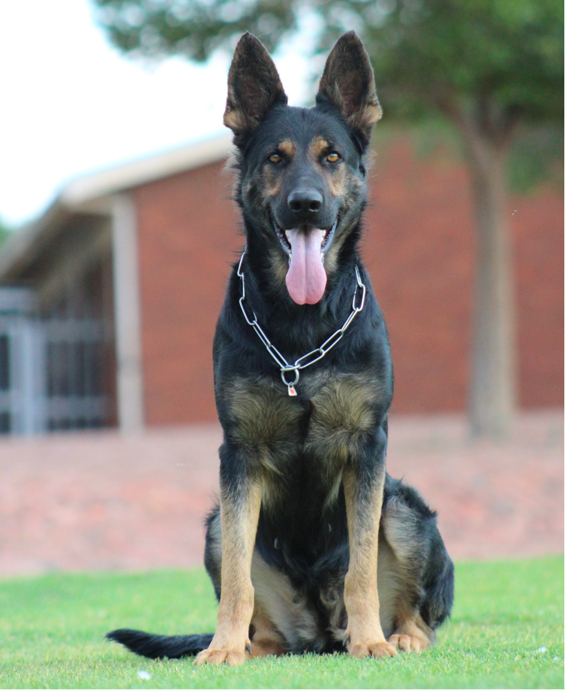 faded bi color german shepherd