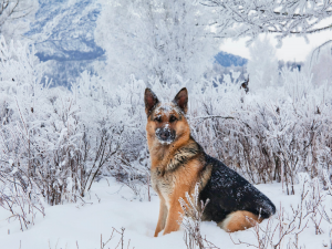 german shepherd cold tolerance