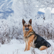 german shepherd cold tolerance