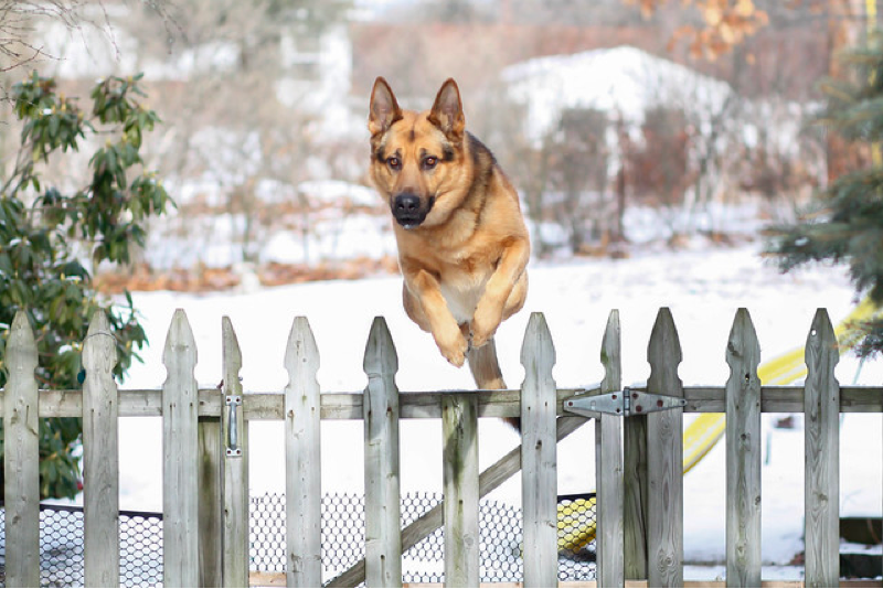 german shepherd jumping