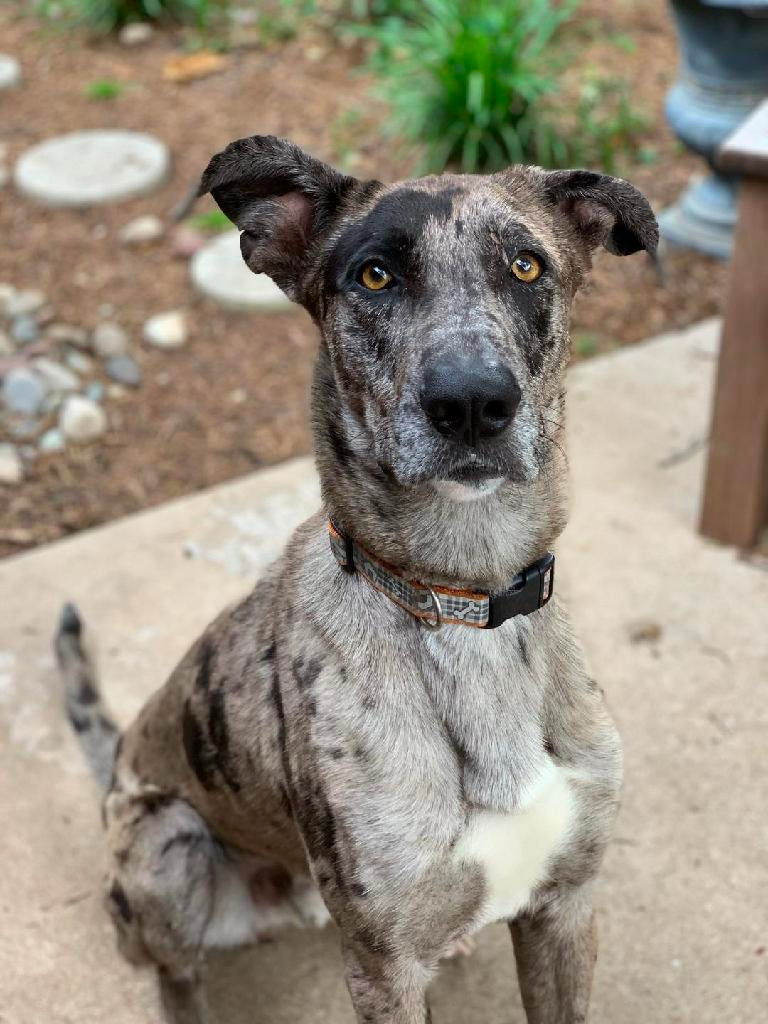 german shepherd mixed with great dane