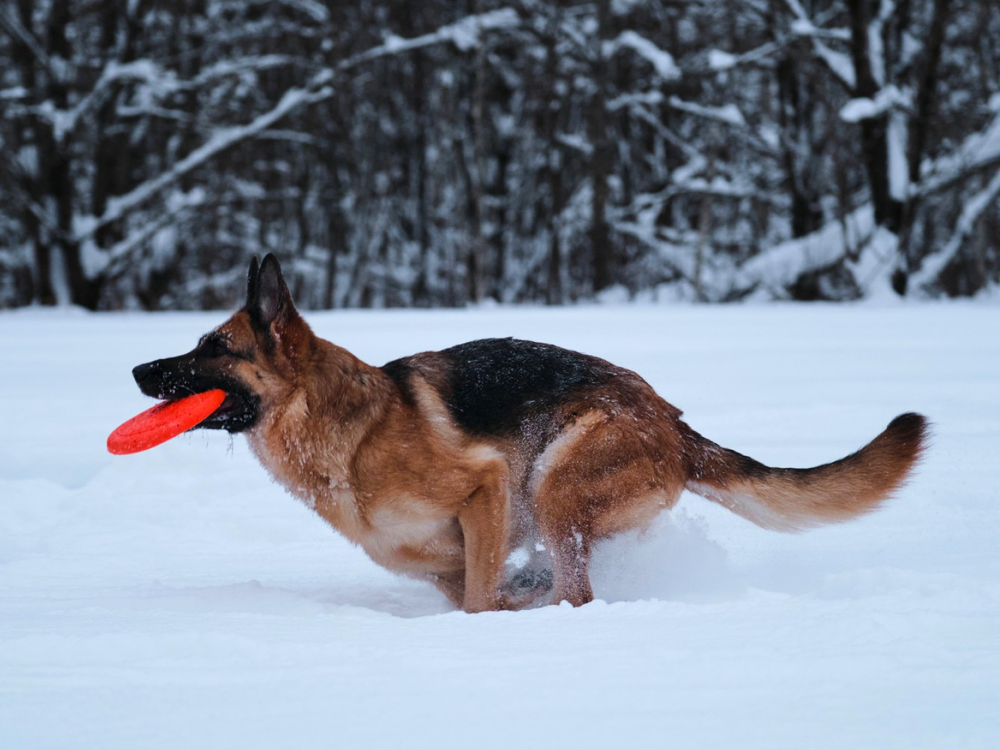 german shepherd temperature tolerance