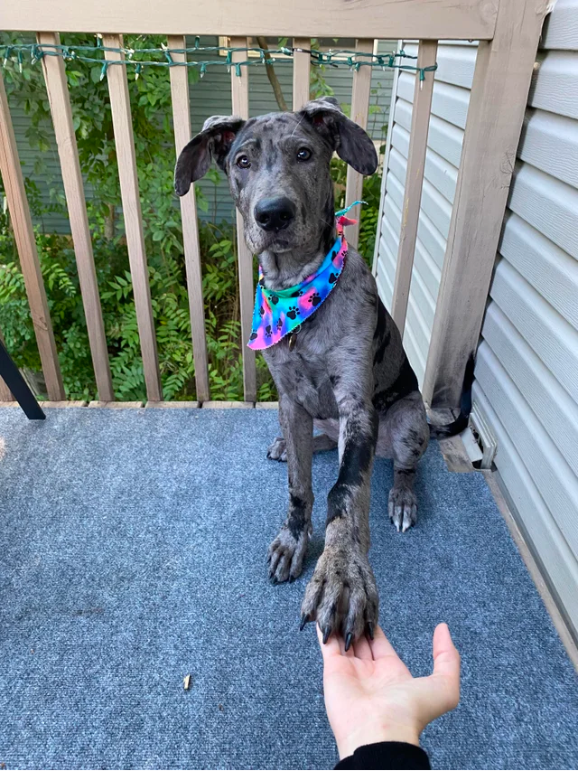 great dane mixed with german shepherd