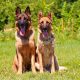 how long do german shepherds live