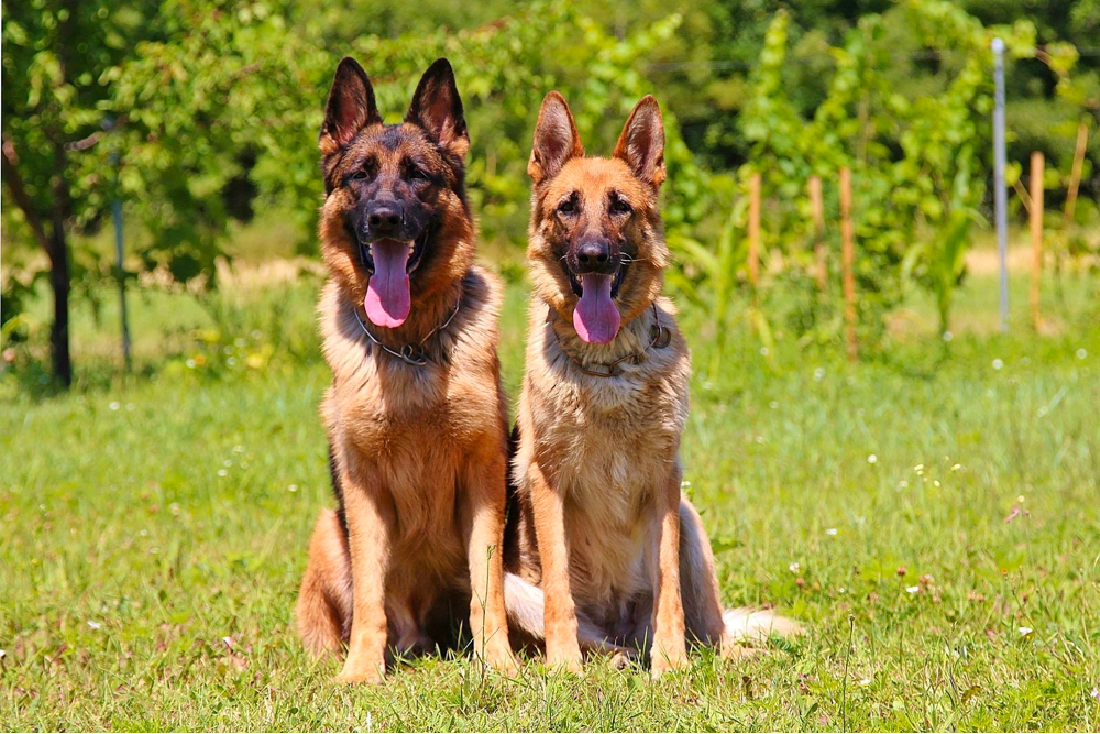 how long do german shepherds live