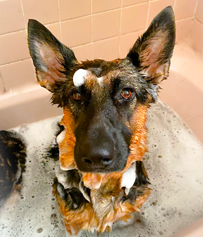 how often should you bathe a german shepherd