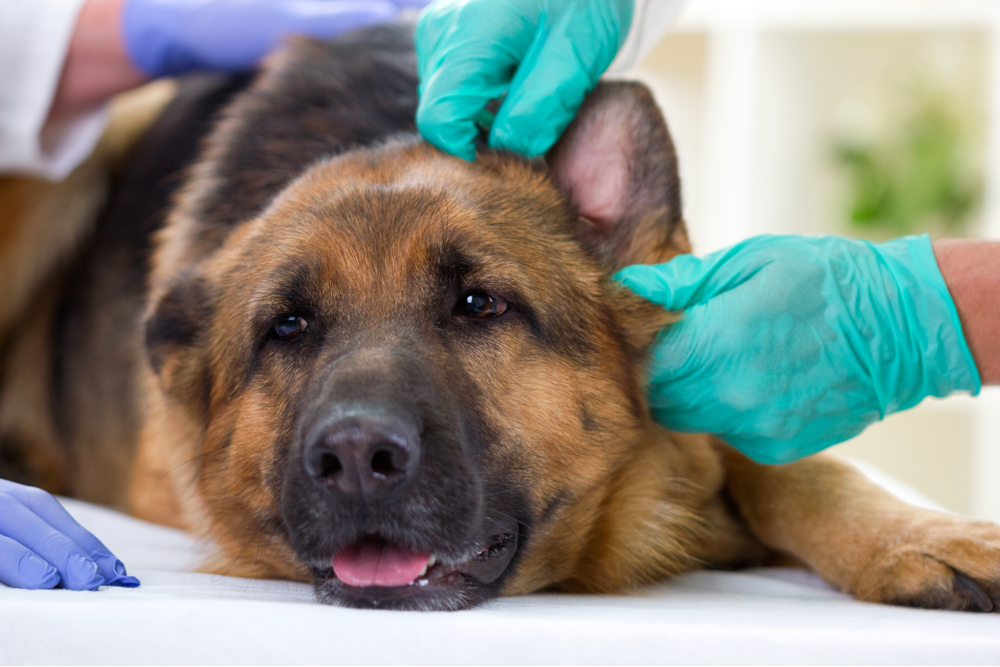 how to clean german shepherd ears