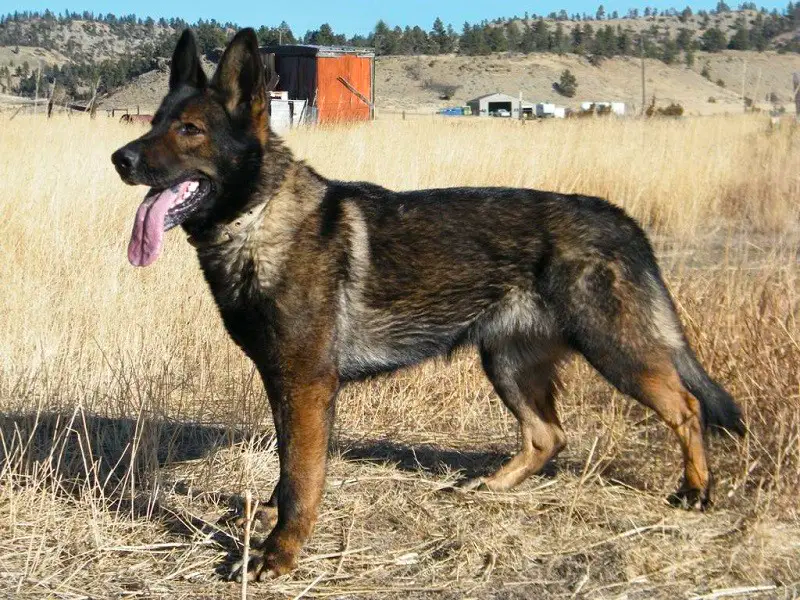 what is a ddr german shepherd