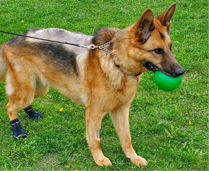 German Shepherd health issues