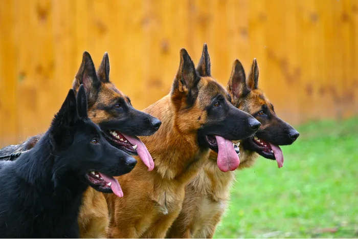 Different types and lines of German Shepherds