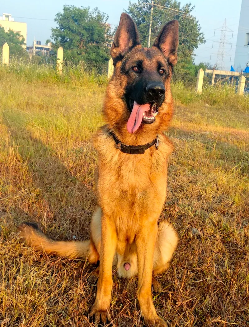 1 year old german shepherd behavior