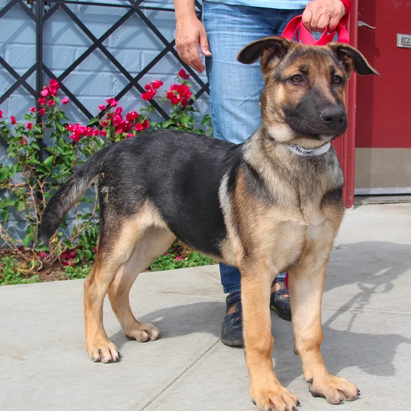 4-Month-Old German Shepherd Puppy Trainning