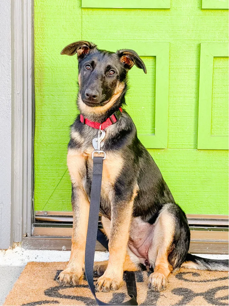 4 Month Old German Shepherd