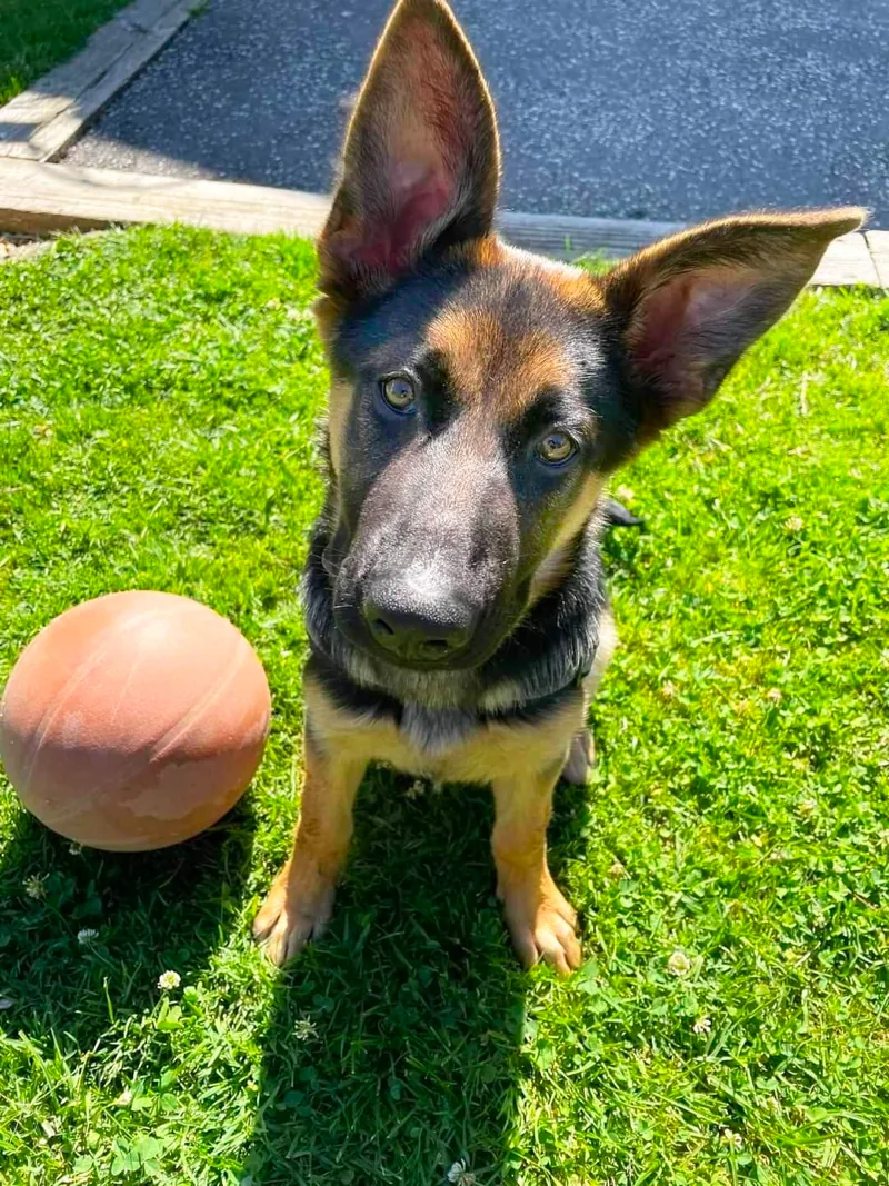 4 month-old german shepherd exercise need