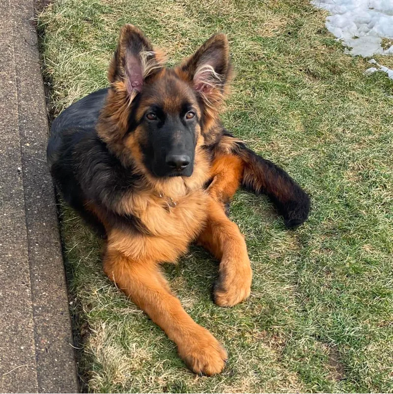 5-Month-Old German Shepherd