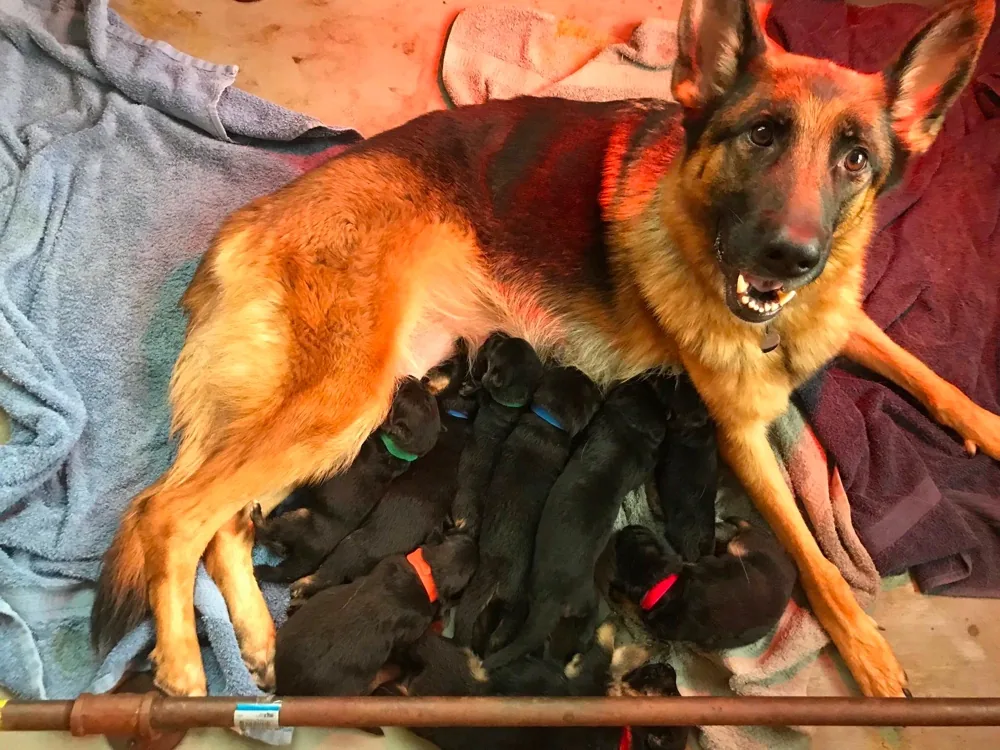 Diamond Match German Shepherds