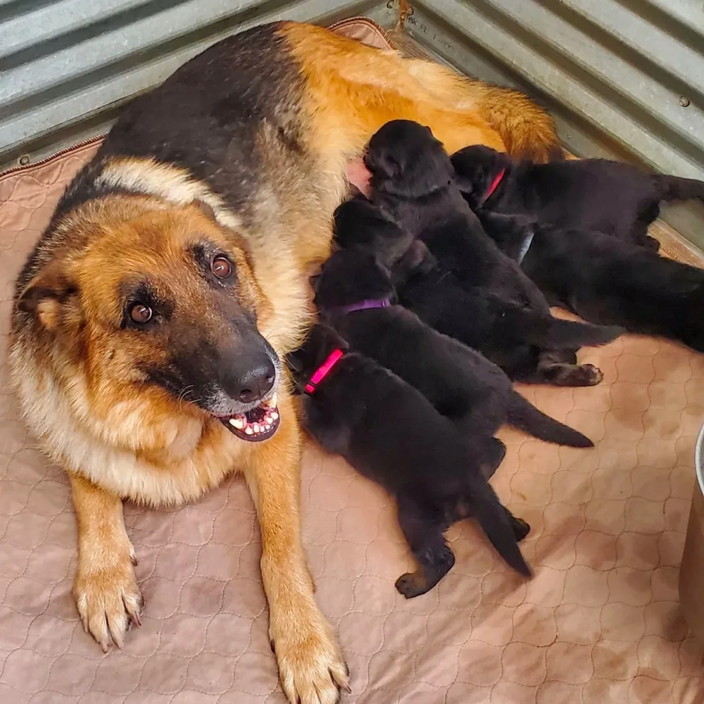 Evans Shepherds