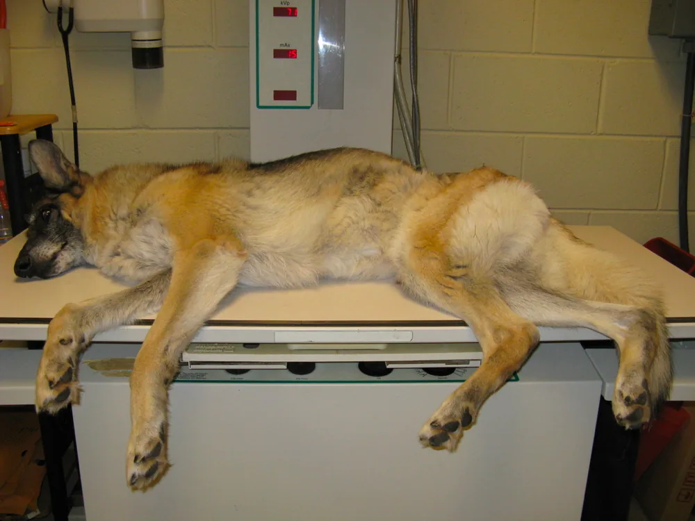 Bloat in German Shepherd Dogs