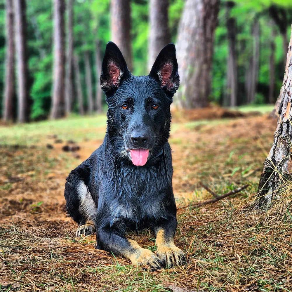 German Shepherd Personality