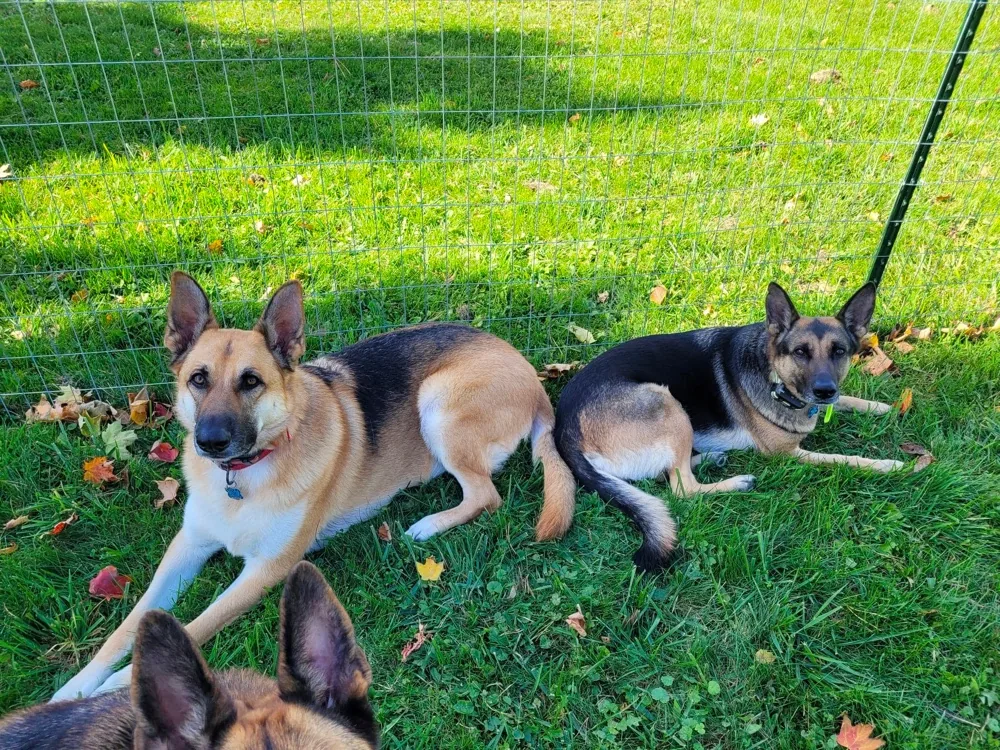 German Shepherd Rescue of Finger Lakes