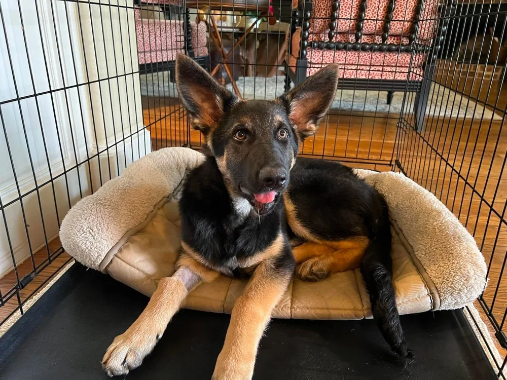 German Shepherd Rescue of Texas